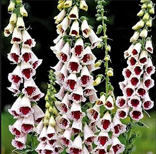 FStening 100 Stück Selten Fingerhut Samen Duftende Wunderbare Exotische Blumen Für Die Bepflanzung Von Gartenfeldern Die Von Gärtnern Und Familie Geliebt Werden von FStening