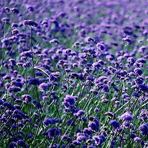 FStening 100 Stück Violett Eisenkraut Samen Mehrjährige Dürretolerante Wildblumen Im Gartenhof Gepflanzt Starke Anpassungsfähigkeit Geeignet Für Anfänger von FStening