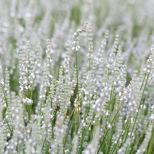 FStening 100 Stück Weiße Reine Elegante Lavendel Samen Einfach Zu Pflanzen Im Freien Grenze Blumensorten Lange Wirtschaftliche Lebensdauer Gute ökologische Wirkung von FStening