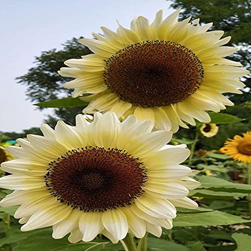 FStening 150 Stück Weiß Elegant Großzügig Sonnenblume Samen Ist Die Beliebteste Blumen Bei Floristen Die Trockenheitstolerant Ist Geeignet Für Gartenanfänger Um Den Spaß Am Pflanzen Zu Fördern von FStening