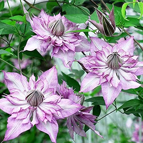 FStening 2 Stück Exotisch Clematis Zwiebeln Für Die Landschaftsbe Pflanzung Mehrjähriger Rosafarbener Blüten Mit Doppeltem Blütenblatt Pflegeleichte Gartenterrasse Natürliche Dekoration von FStening