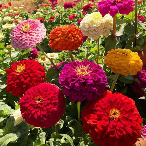 FStening 200 Stück Gemischte Wunderschöne Einzigartige Zinnien Samen Schöne Blumen Erhellen Ihren Garten Geeignete Anfänger Gärtner Um Das Interesse Am Pflanzen Zu Wecken, Mehrfarbig von FStening