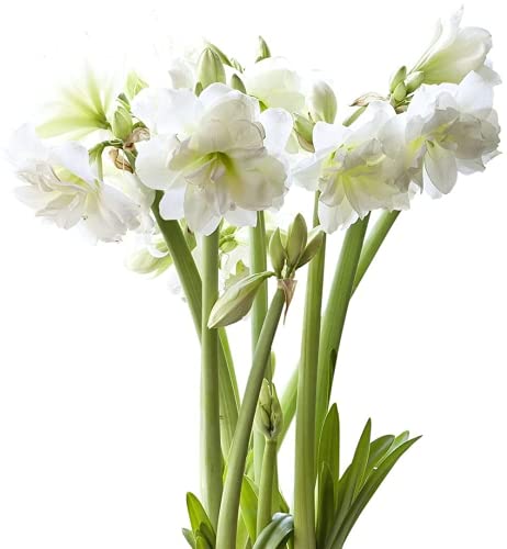 FStening 3 Stück Amaryllis Zwiebel Schöne Mehrjährige Indoor Blüte Schmücken Hippeastrum Weiße Garten Blumen Zum Pflanzen Hat Dekorativen Wert von FStening