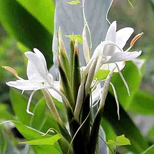 FStening 3 Stück Cannas Zwiebeln Weiße Duftende Blumen Im Garten Offene Bestäubung Genießen Sie Die Freude Am Pflanzen von FStening