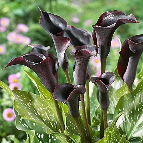 FStening 3 Stück Einzigartig Calla Lilien Zwiebeln Einfach Im Terrassenhof Zu Pflanzen Auffällige Schwarze Blumen Geeignet Für Die Dekoration Von Blumensträußen von FStening