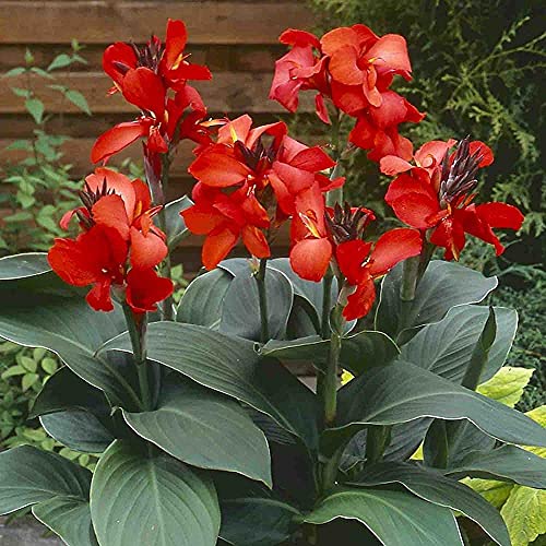 FStening 3 Stück Rot Cannas Zwiebeln Gepflanzt In Warmer Sonniger Umgebung Charmante Blumen Große Helle Schöne Hausdekoration von FStening