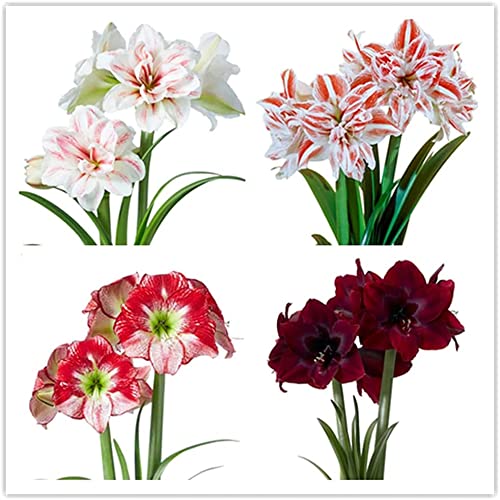 FStening 4 Stück Trockenheitstolerant Mischen Amaryllis Zwiebel Einfach Pflanzen Garten Blumenzwiebel Schöne Blütenblätter Farbe Helle Staude Hippeastrum Starke Anpassungsfähigkeit Schnell Wachsend von FStening