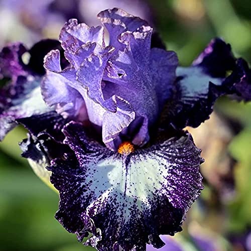 FStening 6 Stück Lila Iris Zwiebeln Einfach Zu Pflanzende Aromatische Hängeblumen Brauchen Nicht Viel Pflege Schöne Garten Dekoration von FStening