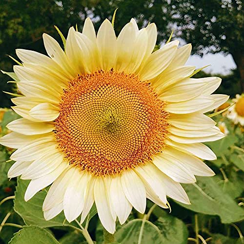 FStening 80 Stück Weiße Jährliche Romantik Sonnenblume Samen Für Garten Pflanzung Im Freien DIY Dekorieren Sie Ihr Eigenes Zuhause Lassen Sie Sich Die Menschen Entspannen Sich Wohlfühlen von FStening