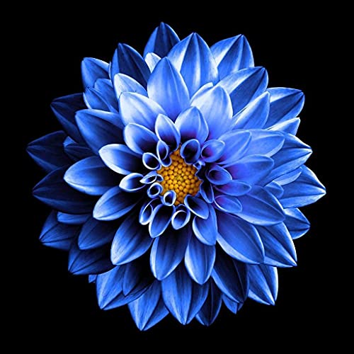 Fstening 2 Stück Blaue Dahlien Zwiebeln Frühling Natürliche Blumen Einfach Zu Pflanzen Draussen Erbstückknollen Starke Anpassungsfähigkeit Hat Zierwert von FStening
