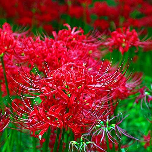 Fstening 5 Stück Rote Lycoris Zwiebeln Bereit Zum Pflanzen Von Heirloom Hardy Radiata Spider Lily Geeignet Für Die Ganzjährige Dekoration Des Gartenhofs von FStening