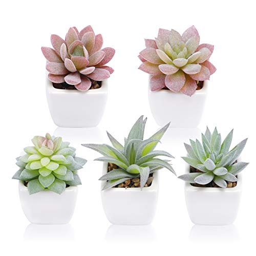 FUNARTY Künstliche Sukkulenten Pflanzen in Töpfen, Gefälschte Sukkulenten Kleine Topfpflanzen Faux Sukkulenten Pflanzen, Mini Fake Plants in Weiß Keramik Töpfe 5er Set, Schreibtischpflanze für FUNARTY Künstliche Sukkulenten Pflanzen in Töpfen, Gefälschte Sukkulenten Kleine Topfpflanzen Faux Sukkulenten Pflanzen, Mini Fake Plants in Weiß Keramik Töpfe 5er Set, Schreibtischpflanze für von FUNARTY