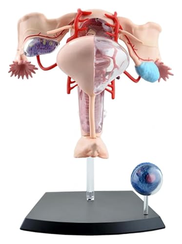 4D-anatomisches Modell der menschlichen Gebärmutter und des Eierstocks, abnehmbares 19-teiliges Modell des weiblichen Urogenitalsystems ， for Studienpräsentationen, Lehren, medizinisches Modell, Gebär von FUNDESEE
