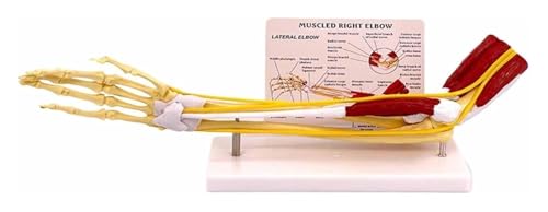 Muskel-Arm-Modell der menschlichen Anatomie, Knochenmodell der oberen Gliedmaßen, 1:1-Muskel-Ellenbogen-Modell in menschlicher Größe, Arm-Knochen-Band-Nervenband-Modell, verwendet for Forschung und Le von FUNDESEE