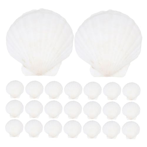 FUNOMOCYA 35 Stück Teiliges Deko Weiße Jakobsmuscheln Natürliche Muscheln für DIY Kunstprojekte Stranddeko Aquarium Accessoires Küchendekoration und Wohnraumgestaltung von FUNOMOCYA