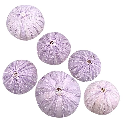 FUNOMOCYA 6 Stück Dekorative Seeigel Muscheln Natürliche Pflanzenhalter für Aquarien Wohnkultur Vielseitige Deko für Tisch Regal und Büro Sicher Elegant FUNOMOCYA 6 Stück Dekorative Seeigel Muscheln Natürliche Pflanzenhalter für Aquarien Wohnkultur Vielseitige Deko für Tisch Regal und Büro Sicher Elegant von FUNOMOCYA