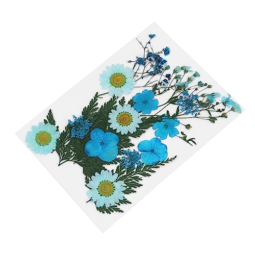 FUNOMOCYA Getrocknete Blumen Mit Klarer Stiel Und Textur Natürlich Und Realistisch Für DIY Handarbeit Langlebiges Dekorationsmaterial Für Hochzeit Party Und Feiertage von FUNOMOCYA