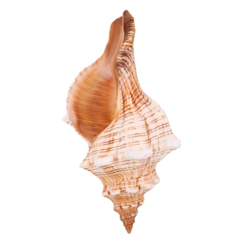 FUNOMOCYA Natürliche Große Meeresschnecke Muschel für Aquariumdeko Vielseitiges Meeres Wohnaccessoire Geeignet als Tischornament Vase Füller Sukkulenten Fischbecken Dekoration FUNOMOCYA Natürliche Große Meeresschnecke Muschel für Aquariumdeko Vielseitiges Meeres Wohnaccessoire Geeignet als Tischornament Vase Füller Sukkulenten Fischbecken Dekoration von FUNOMOCYA