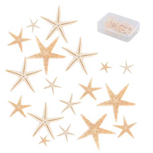 FUSONGQINTANG 20 Stück Kleine Seestern Natürliche Mini Seesterne Strand Seesterne Deko für Party Strand Malerei Kunst Bastelprojekte(3-5CM) von FUSONGQINTANG