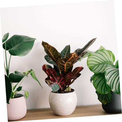 FUTUREORYY 10 Stück Teiliges Edelstahl Bonsai Düngerbehälter Langlebige Pflanzendünger Körbe Rostfrei Wiederverwendbar Einfache Anwendung für Garten und Bonsai Düngung FUTUREORYY 10 Stück Teiliges Edelstahl Bonsai Düngerbehälter Langlebige Pflanzendünger Körbe Rostfrei Wiederverwendbar Einfache Anwendung für Garten und Bonsai Düngung von FUTUREORYY