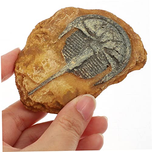 FUTUREORYY 2 Stück Teiliges Reptilien Terrarium Harz Fossil Nachbildung rutschfeste Landschaftsdekoration für Echsen und Reptilien Dunkle Atmosphäre Schaffend Robust und Geruchsneutral von FUTUREORYY