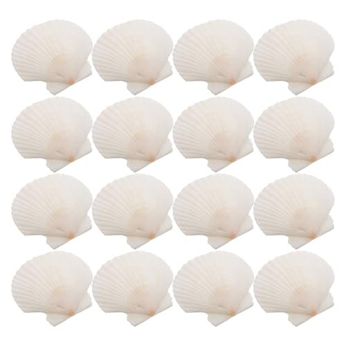 FUTUREORYY 21 Stück Muscheldekoration Schalen für das Handwerk Muscheln basteln Muschelstütze Muschelzubehör Muscheln zum Basteln in großen Mengen DIY-Schale Hülse Weiß von FUTUREORYY