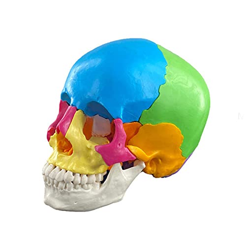 Menschliches Anatomisches Modell Schädel Farbe Zerlegtes Anatomisches Modell D Wissenschaftliches Anatomisches Modell Abnehmbar Für Studie Menschliches Anatomisches Modell Schädel Farbe Zerlegtes Anatomisches Modell D Wissenschaftliches Anatomisches Modell Abnehmbar Für Studie von FUXIU