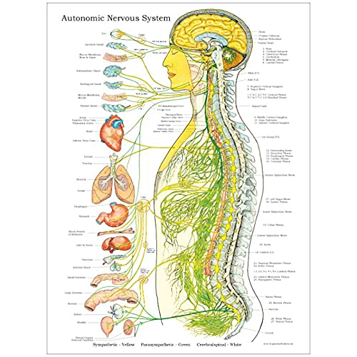 FUXUERUI Autonomes Nervensystem Anatomie Leinwand Wand Kunstdruck Bilder und Poster für Arzt Büro Klinik Dekor,60x80cm Ungerahmt von FUXUERUI