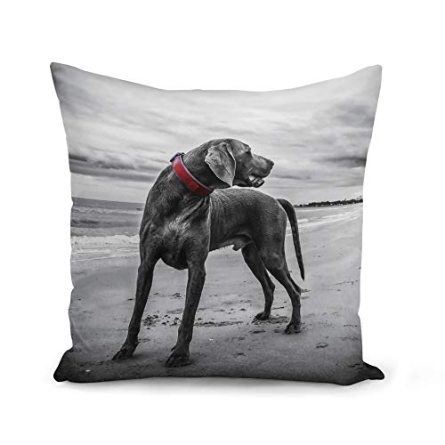 Fabulous Kissen Kissenbezug 40x40 cm Weimaraner Großer Hund Strand grau Niedliches Foto von Fabulous