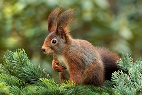 Fabulous Poster Plakat Eichhörnchen Wilde Tiere Natur Wildnisbild von Fabulous
