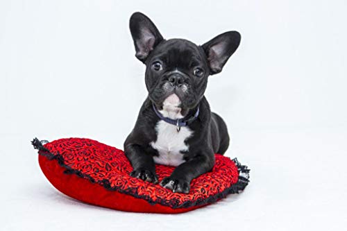 Fabulous Poster Plakat Französische Bulldogge Schwarz Welpe Hundebaby Süß Herzstück von Fabulous