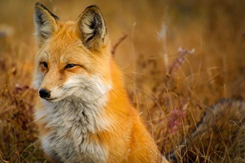 Fabulous Poster Plakat Großartiger Fuchs Weizenfeld Prärie Natur Wild von Fabulous