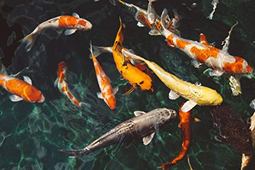 Fabulous Poster Plakat Koi Fisch Multicolor Fischteich Japan Goldfisch Fabulous Poster Plakat Koi Fisch Multicolor Fischteich Japan Goldfisch von Fabulous