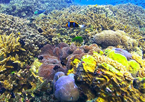 Fabulous Poster Plakat Recifs Meeresböden Korallen Clownfische Ozean Meer von Fabulous
