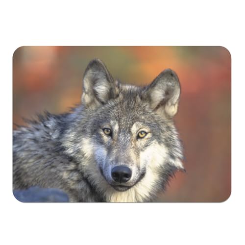 Platzsets, weich, Unterseite aus Kork, Platzdeckchen, Wolfskopf, Tiere, Wildnis, Raubtiere, großes Format, 39,5 x 28,5 cm, 4 Stück Platzsets, weich, Unterseite aus Kork, Platzdeckchen, Wolfskopf, Tiere, Wildnis, Raubtiere, großes Format, 39,5 x 28,5 cm, 4 Stück von Fabulous