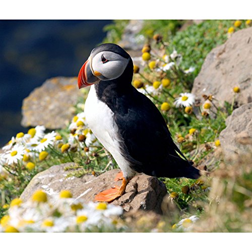 Poster Plakat Fraterculini Puffins Seevögel(36cmx42cm) von Fabulous