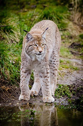 Poster Plakat Großer Luchs Wildes Tier Naturfoto von Fabulous