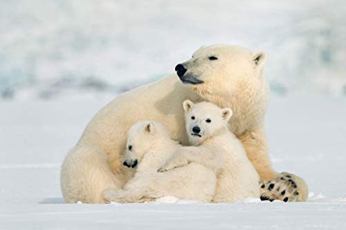 Fabulous Poster Plakat Mumie Eisbär und ihre Bären Süß Wilde Tiere von Fabulous