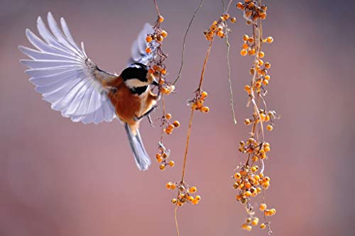 Poster Plakat Prachtvoller Vogel Geschwungene Flügel Tier Wildes Leben Naturfoto von Fabulous
