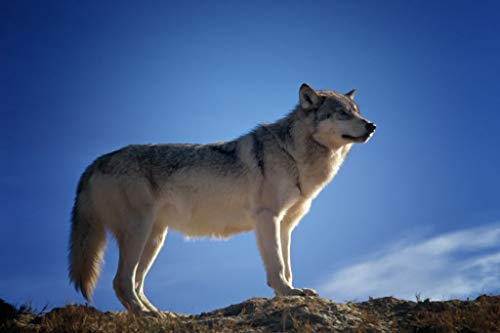 Poster Plakat Wolf Naturfoto Wildtier Himmel Blau Poster Plakat Wolf Naturfoto Wildtier Himmel Blau von Fabulous