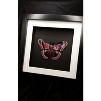 Wanddeko Schmetterling Motte - Seidenspinner Rot - Schwarz Setzkasten Insektenkasten von FafnirsTreasures