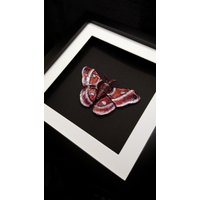 Wanddeko Schmetterling Rot Weiß Motte - Seidenspinner Setzkasten Insektenkasten von FafnirsTreasures