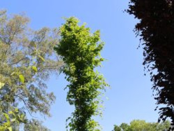 Rotbuche 'Callista', 125-150 cm, Fagus sylvatica 'Callista', Containerware von Fagus sylvatica 'Callista'