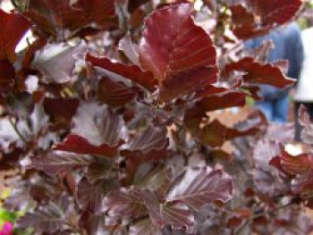 Säulen-Blutbuche 'Dawyck Purple', 200-225 cm, Fagus sylvatica 'Dawyck Purple', Containerware XXL von Fagus sylvatica 'Dawyck Purple'