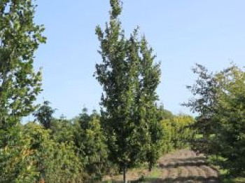 Säulenbuche 'Dawyck', 200-225 cm, Fagus sylvatica 'Dawyck', Containerware XXL von Fagus sylvatica 'Dawyck'