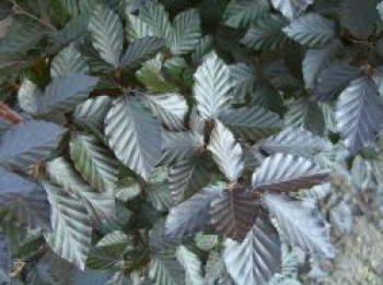 Rotbuche 'Long Red', 40-60 cm, Fagus sylvatica 'Long Red', Containerware von Fagus sylvatica 'Long Red'