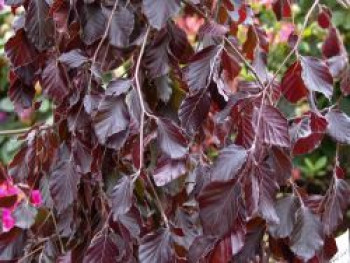 Blutbuche 'Purple Fountain', 200-225 cm, Fagus sylvatica 'Purple Fountain', Containerware XXL von Fagus sylvatica 'Purple Fountain'
