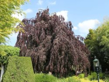 Schwarzrote Hängeblutbuche 'Purpurea Pendula', 100-125 cm, Fagus sylvatica 'Purpurea Pendula', Containerware von Fagus sylvatica 'Purpurea Pendula'