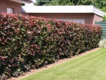 Blutbuche 'Purpurea', 125-150 cm, Fagus sylvatica 'Purpurea', Containerware von Fagus sylvatica 'Purpurea'