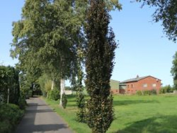 Rotbuche 'Rohan Obelisk', 15-30 cm, Fagus sylvatica 'Rohan Obelisk', Topfware Rotbuche 'Rohan Obelisk', 15-30 cm, Fagus sylvatica 'Rohan Obelisk', Topfware von Fagus sylvatica 'Rohan Obelisk'